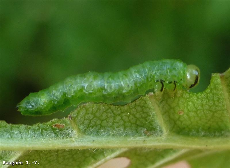 Aproceros leucopoda