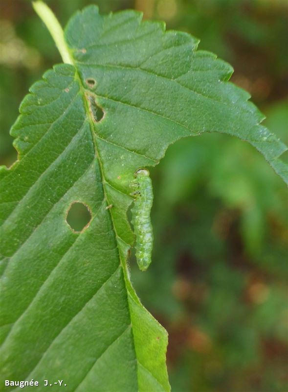 Aproceros leucopoda