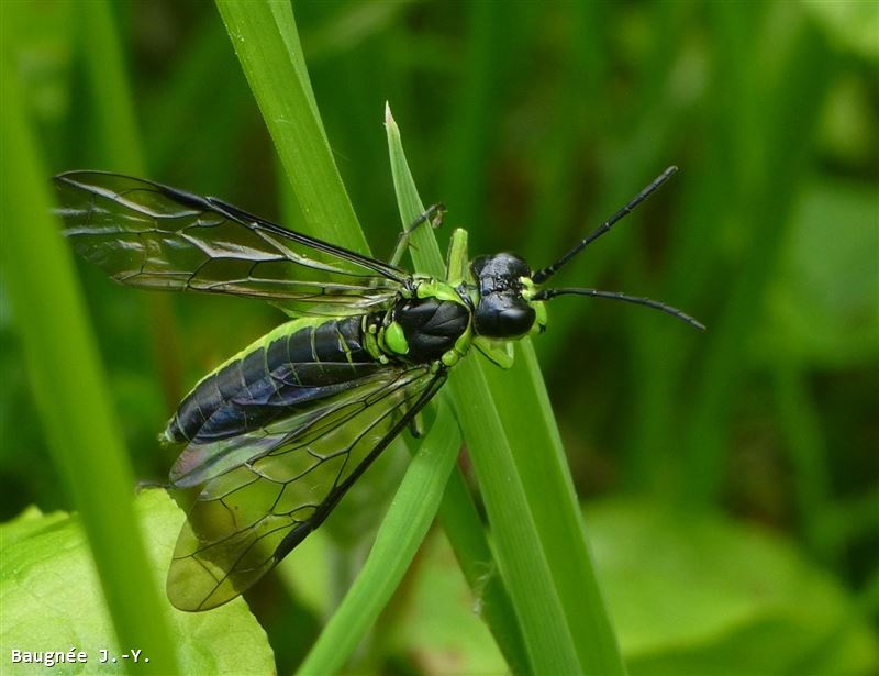 Tenthredo mesomela