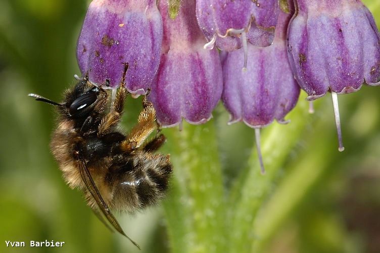 Anthophora plumipes