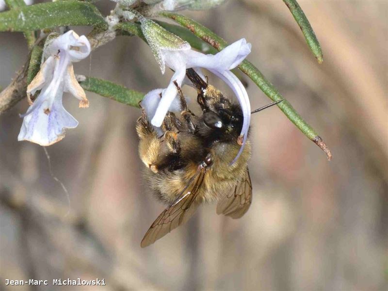 Anthophora plumipes