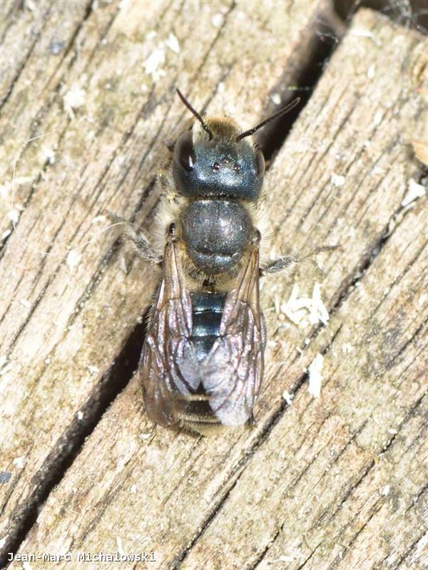 Osmia caerulescens