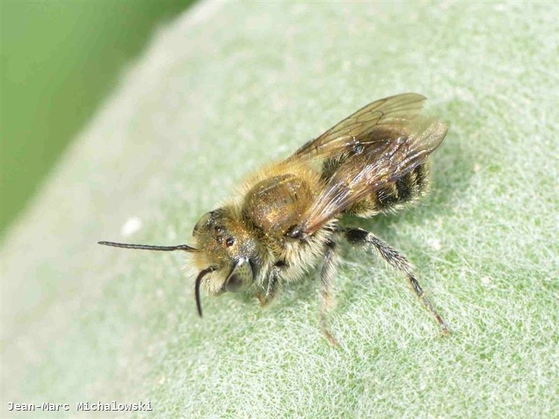 Osmia caerulescens