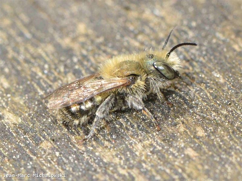 Osmia caerulescens