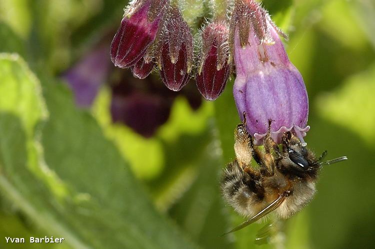 Anthophora plumipes