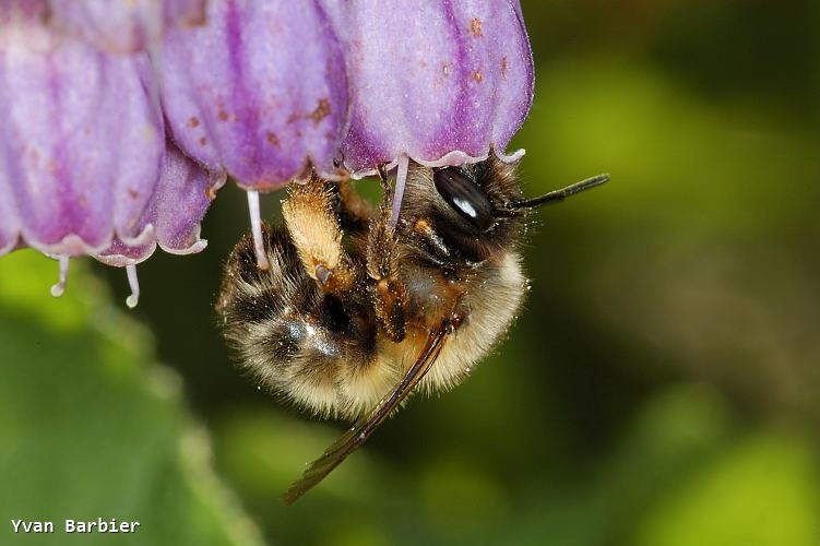 Anthophora plumipes