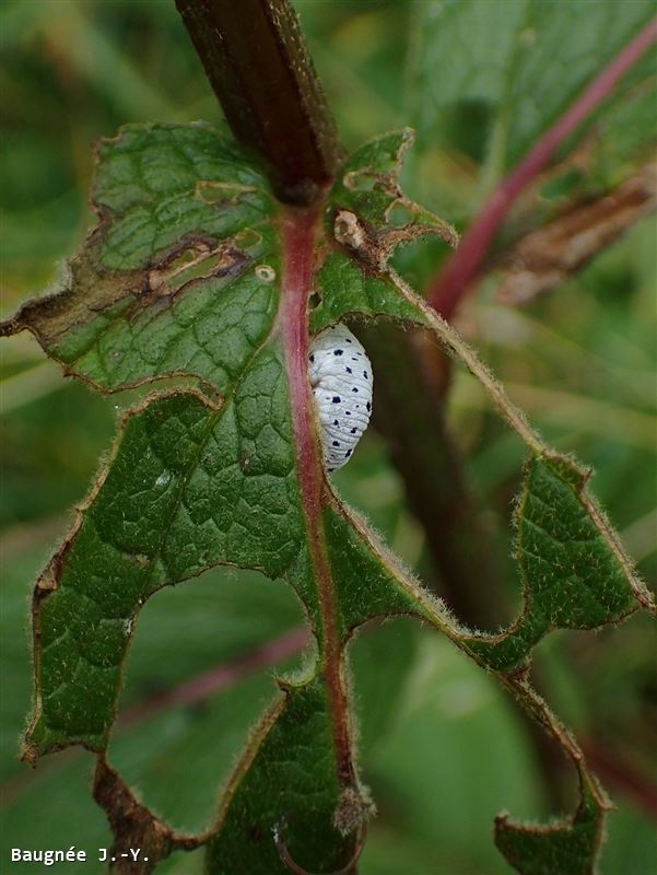 Tenthredo scrophulariae