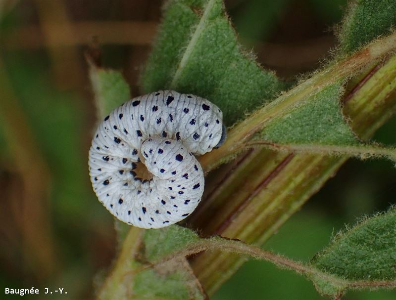 Tenthredo scrophulariae