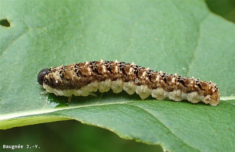 Tenthredo bipunctula