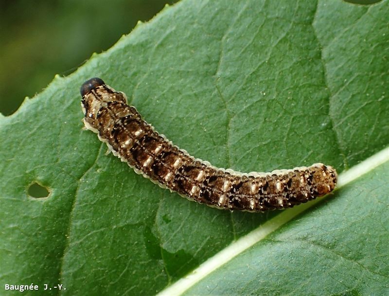 Tenthredo bipunctula