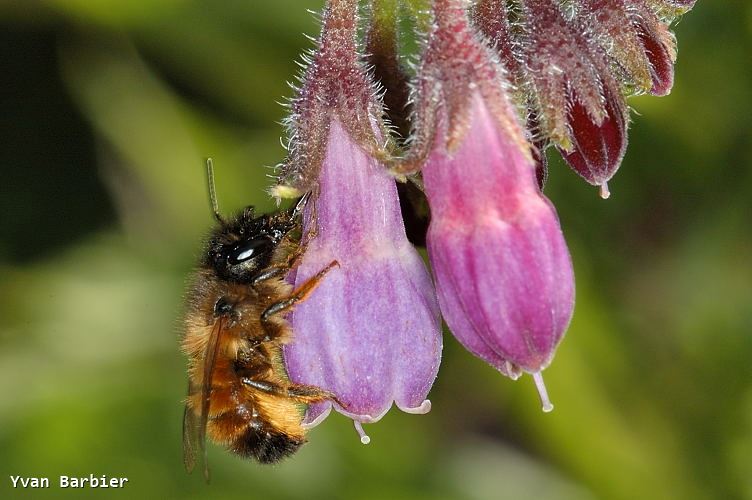 Osmia rufa