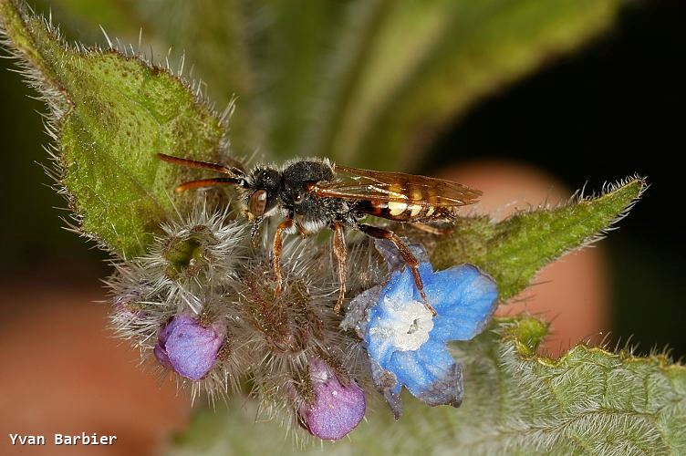 Nomada sp.