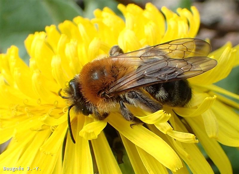 Andrena nitida