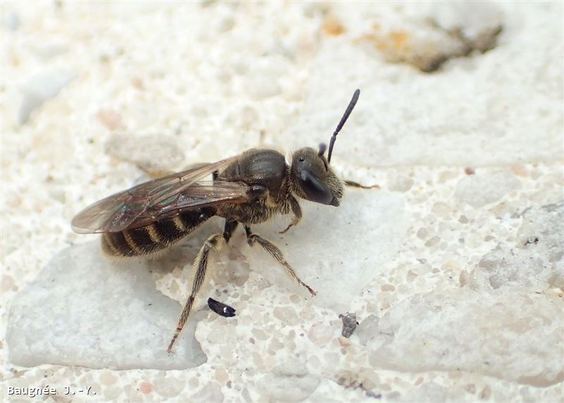 Lasioglossum laticeps