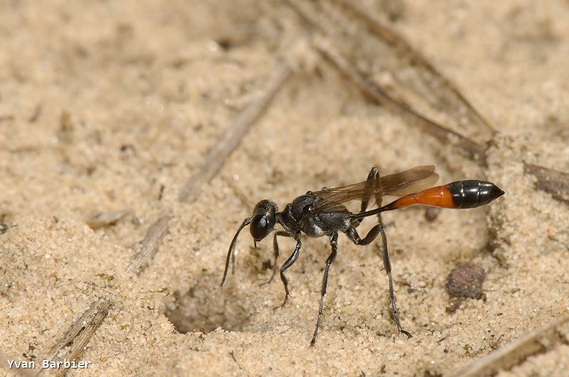 Ammophila pubescens femelle