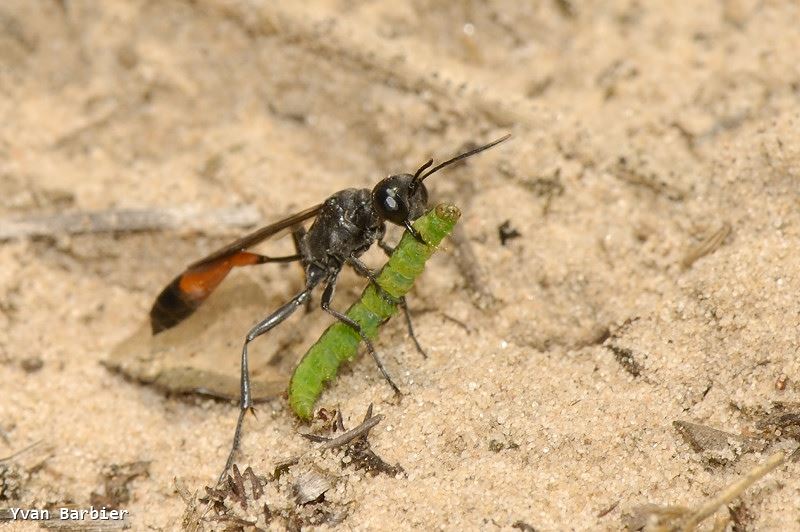 Ammophila pubescens femelle