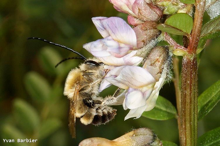 Eucera longicornis male