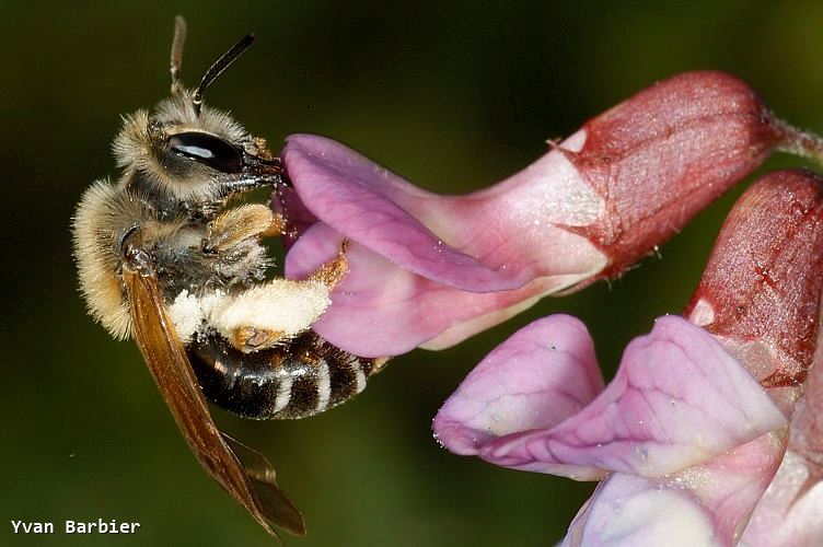 Andrena lathyri