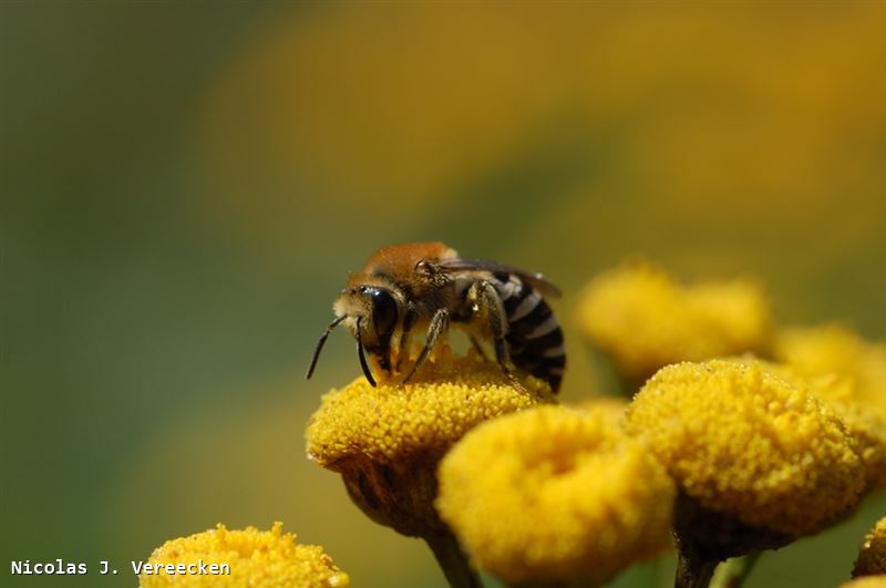 Colletes daviesanus