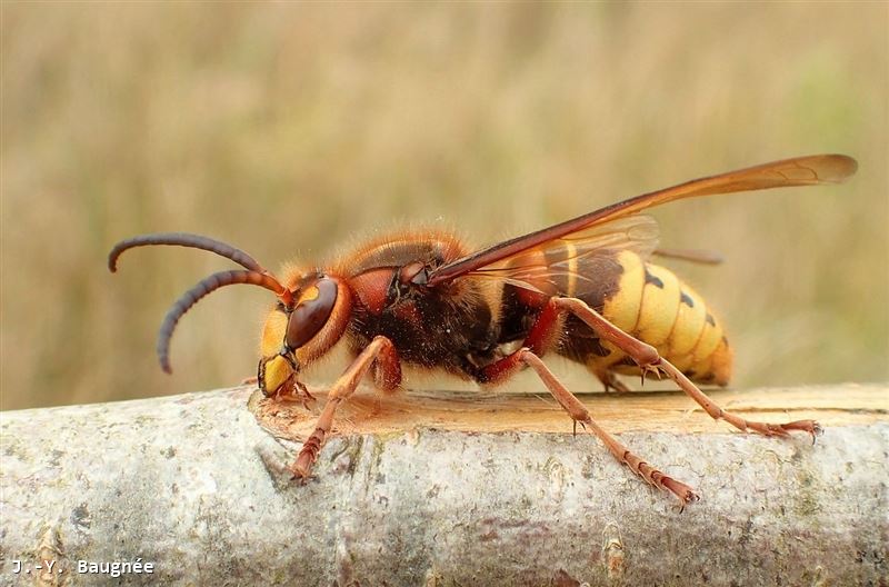 Vespa crabro