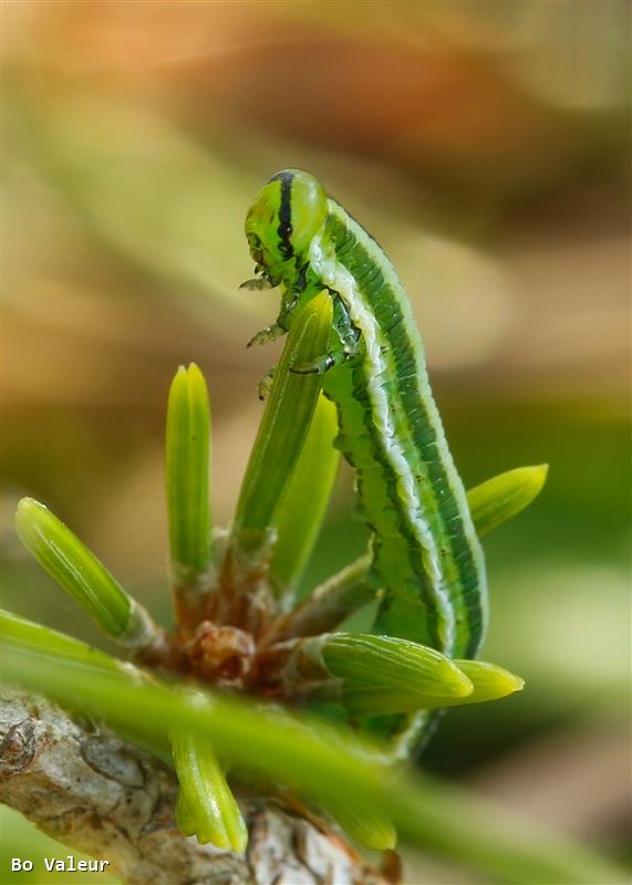 Gilpinia virens