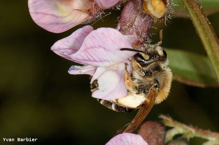 Andrena lathyri