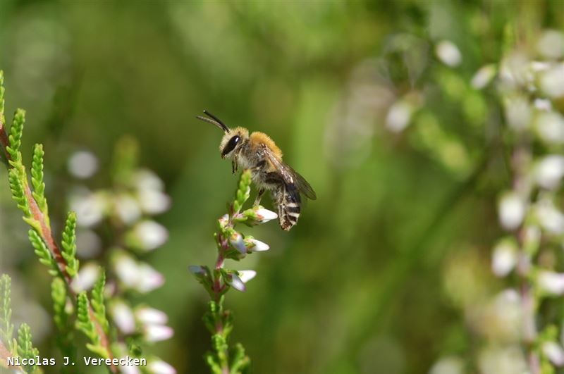 Colletes succinctus