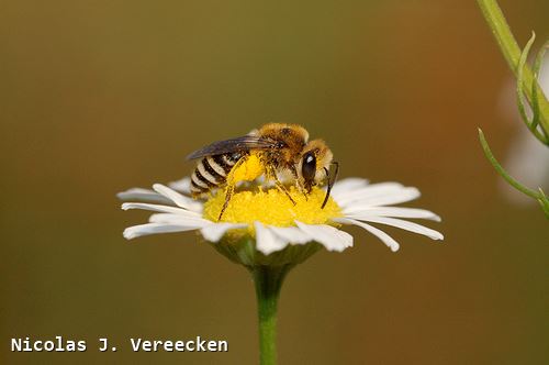 Colletes similis