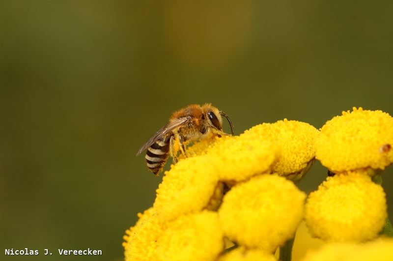 Colletes fodiens