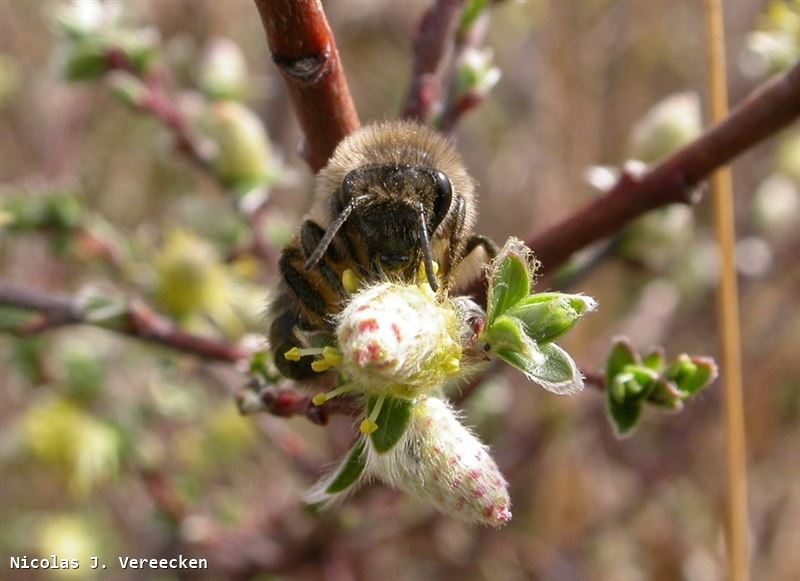 Colletes cunicularius