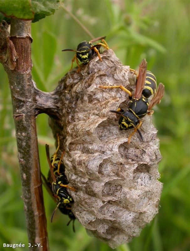 Polistes biglumis