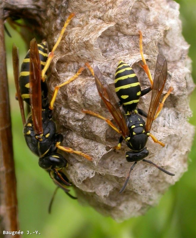 Polistes biglumis