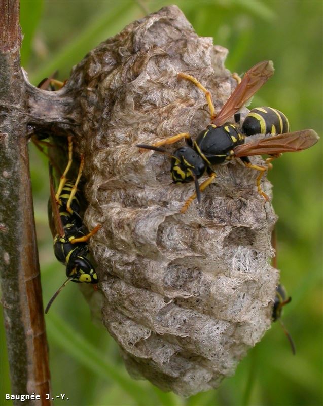 Polistes biglumis