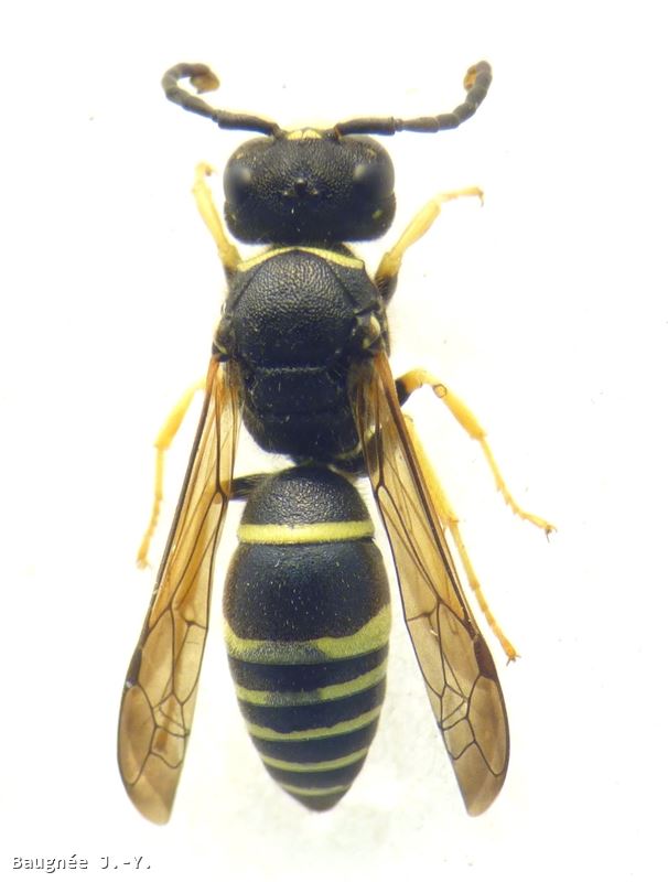 Gymnomerus laevipes