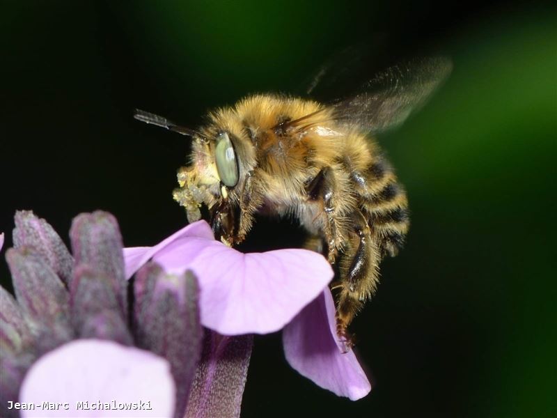 Anthophora quadrimaculata