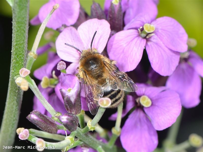 Anthophora quadrimaculata