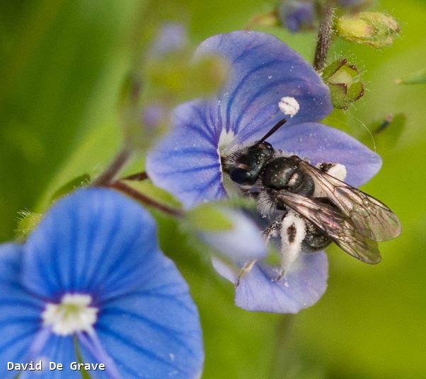 Andrena viridescens