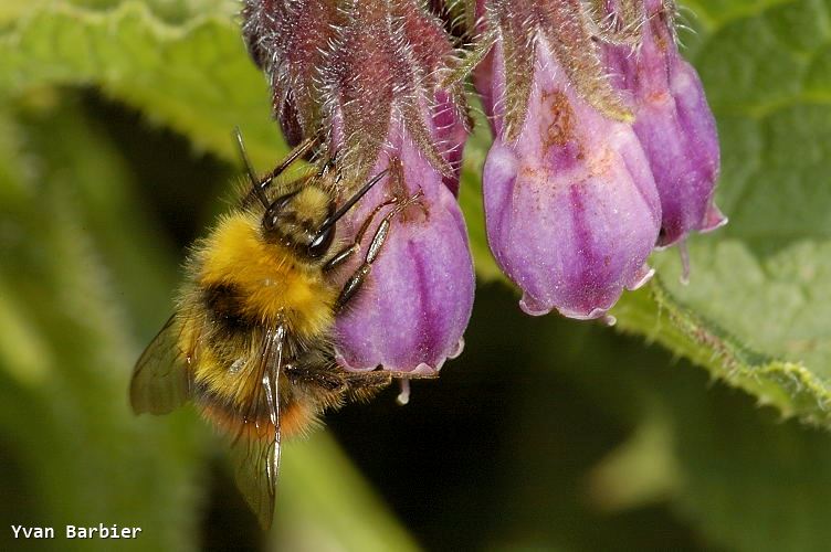 Bombus pratorum mâle