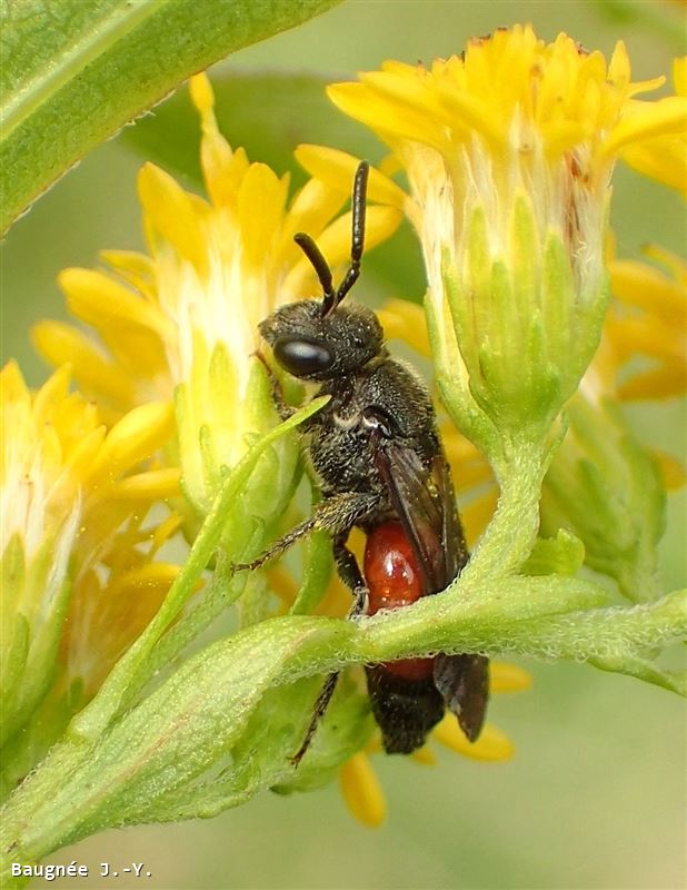 Sphecodes scabricollis