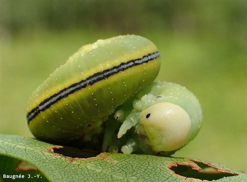 Cimbex femoratus