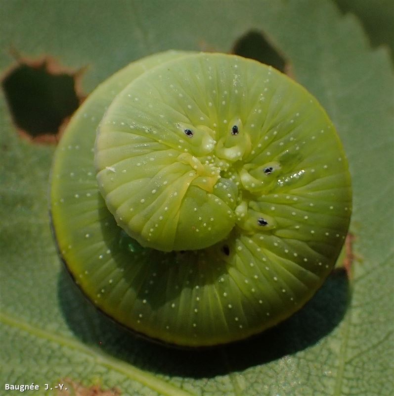 Cimbex femoratus