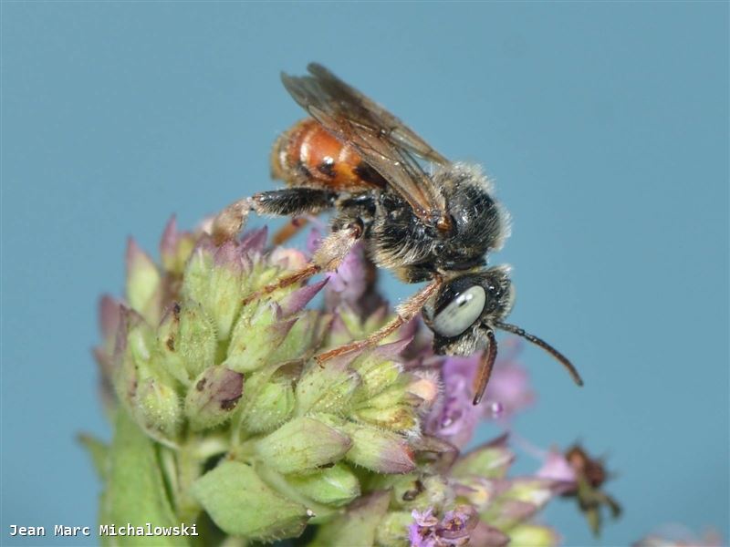 Epeoloides coecutiens