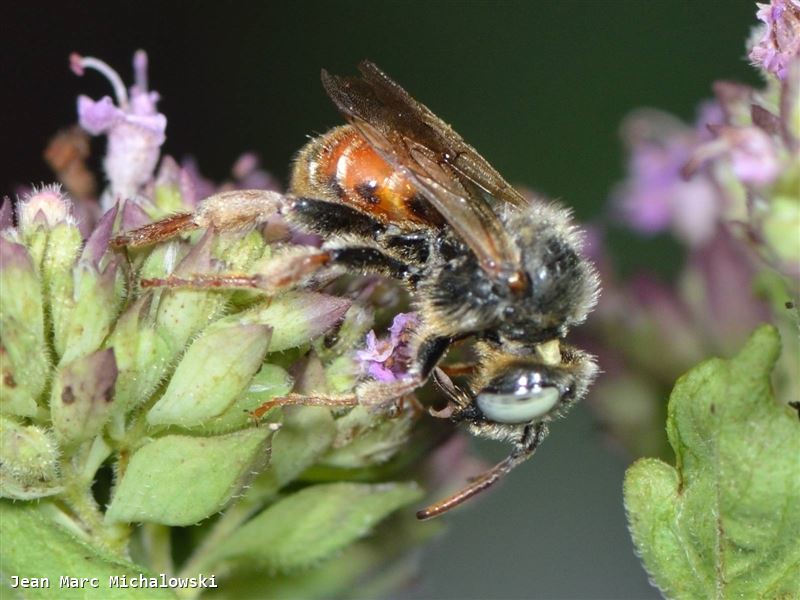 Epeoloides coecutiens