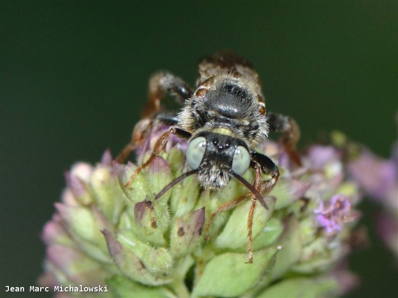 Epeoloides coecutiens