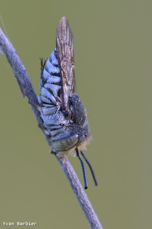 Coelioxys afra