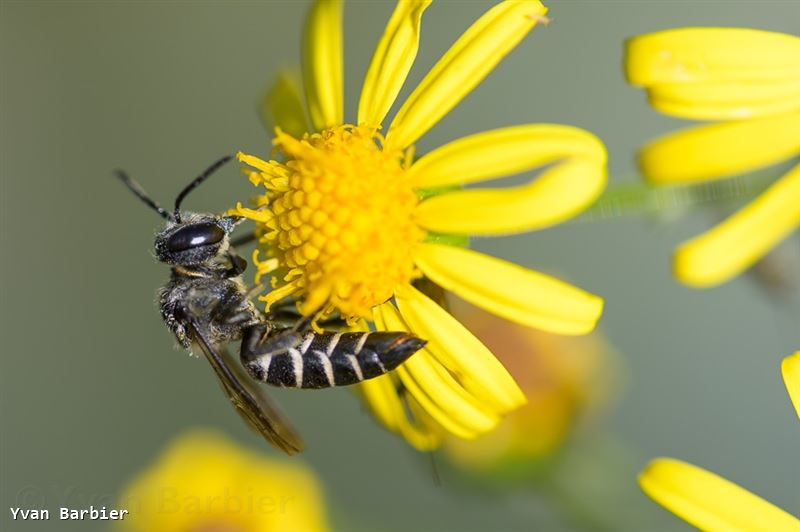 Coelioxys aurolimbata