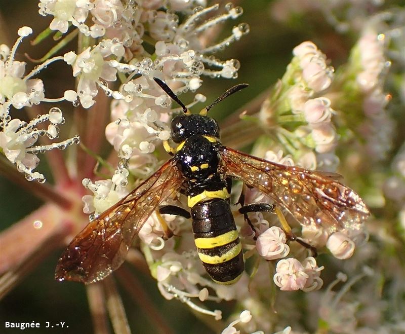 Tenthredo marginella