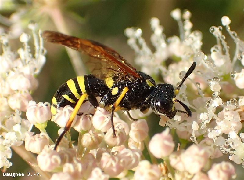 Tenthredo marginella