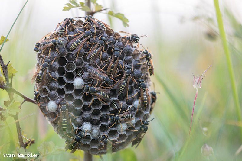 Polistes biglumis