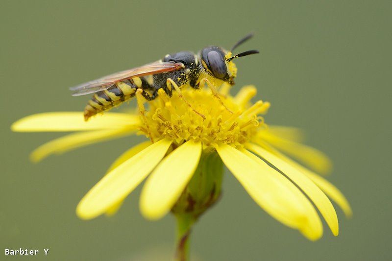 Philanthus triangulum male